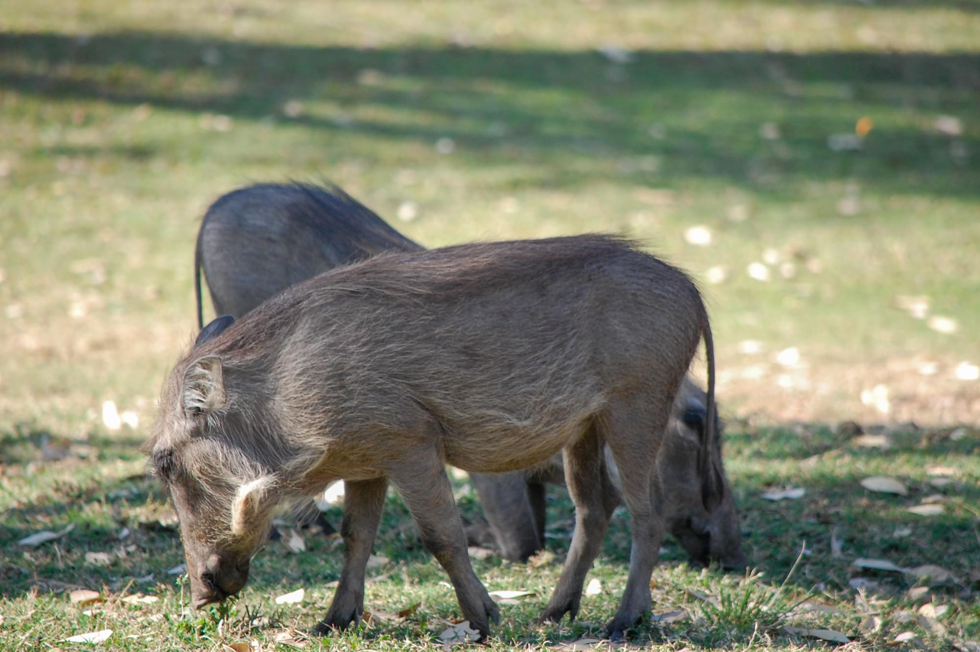 20120727   Sudafrica 0100